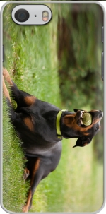 Capa Adult Doberman for Iphone 6 4.7