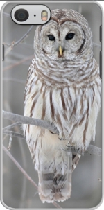 Capa owl bird on a branch for Iphone 6 4.7
